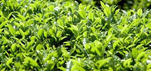 茶叶质检报告办理需要测试这些项目-花茶红茶绿茶普洱茶检测报告机构