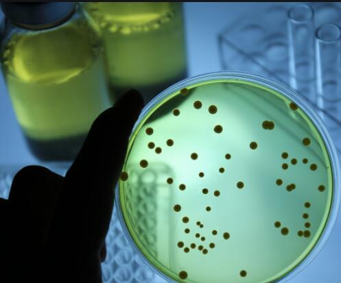 微生物检测的方法