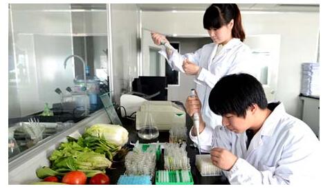 食品安全检测报告-食品质量检测报告